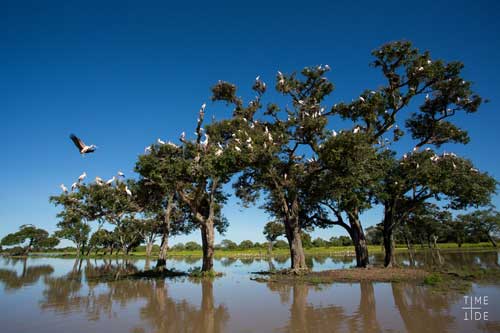 Green season safari Green season safari